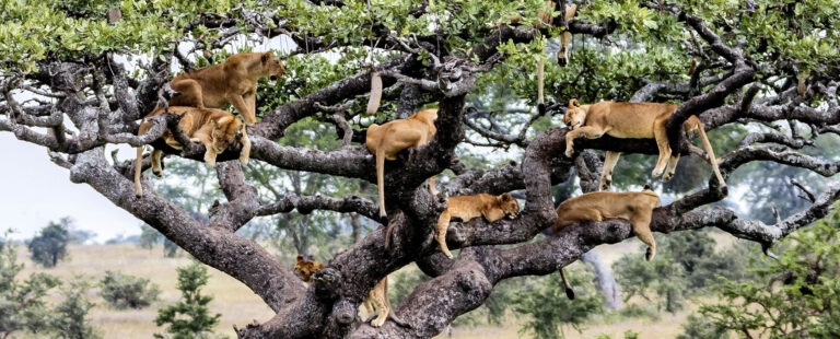 tree-lions