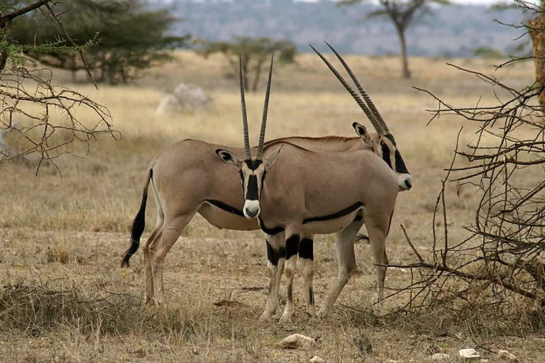 Mkomanzi