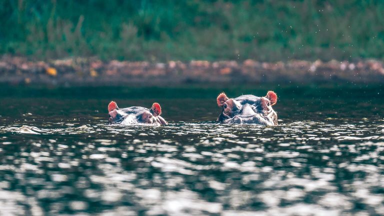 Rubondo Island National Park 