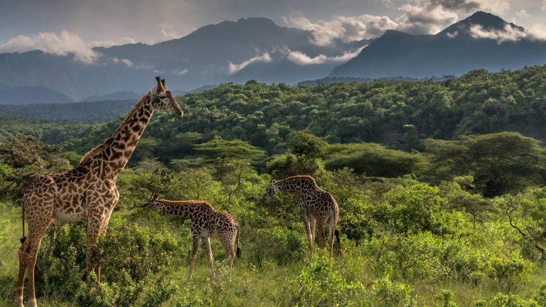 Unforgettable Tanzania trips