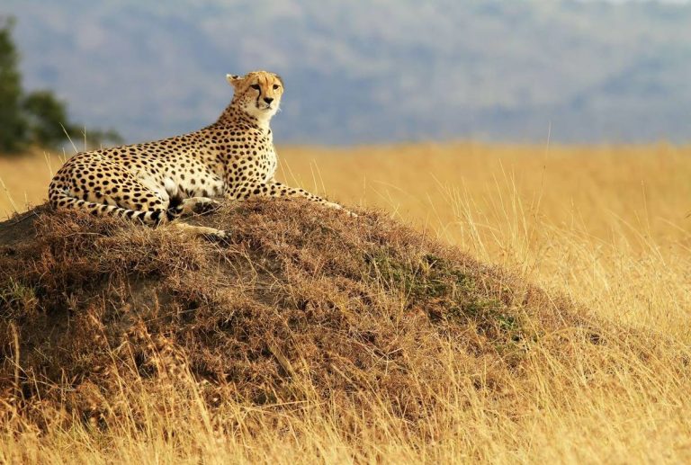 maaasai mara
