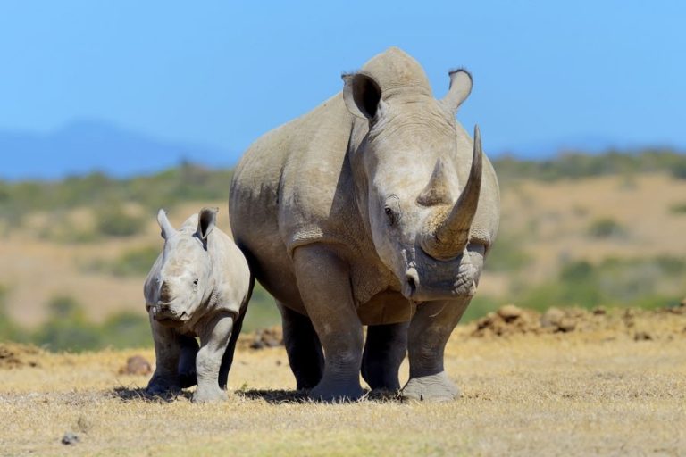 rhino