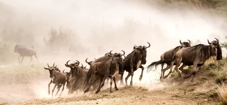wildebeest-migration-banner-image-2-1920x887