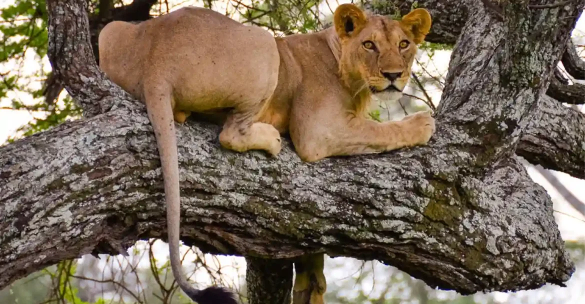 Best 4-Day Tanzania Safari Itinerary