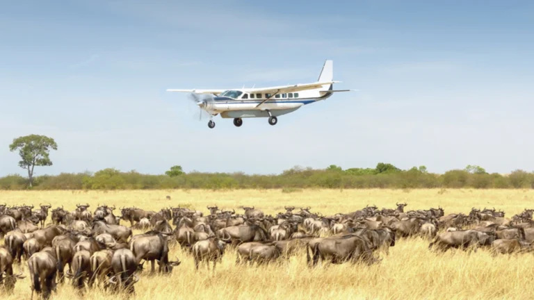 4-Day Zanzibar to Serengeti Fly-in Safari Adventure