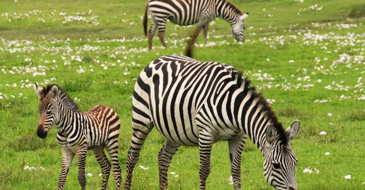 8-Day Tanzania Safari with Zanzibar