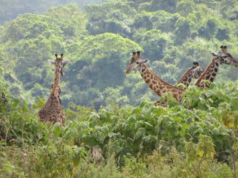 6-Day Tanzania Safari